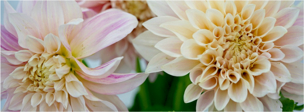 flowers image